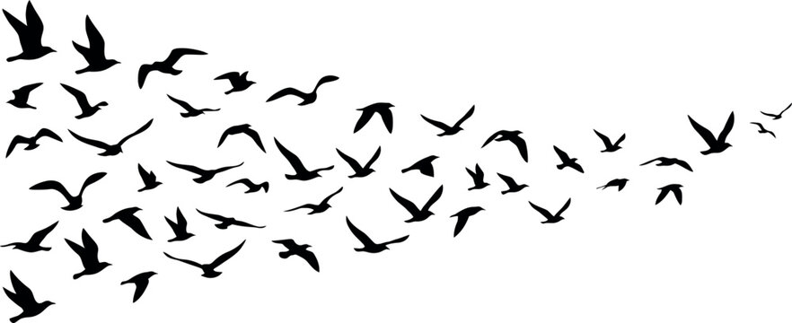 Flock of birds flying in the sky, silhouette of a group of birds