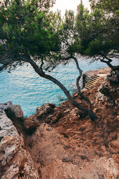 Blurred pine view over cove in Cala d'Or, Mallorca, Spain.