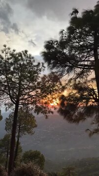 A spectacular footage of tall pine trees with an incredible sunset in the background. 