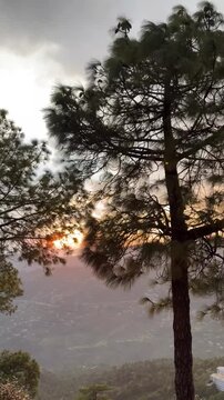 A spectacular footage of tall pine trees with an incredible sunset in the background. 