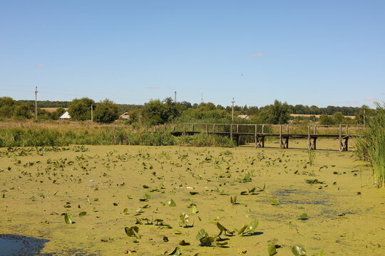 Long wooden bridge across a green algae covered lake in Ukrainian countryside