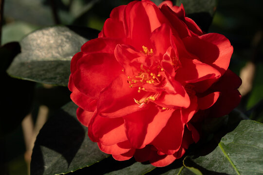 Macro closeup of red Camellia flower under sunlight
