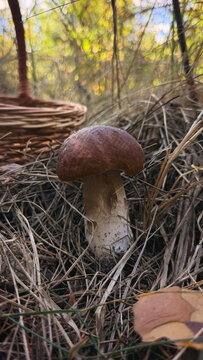 Various wild forest mushrooms outdoors. Selective focus.