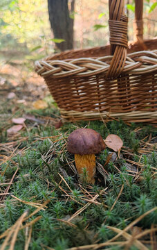 Various wild forest mushrooms outdoors. Selective focus.