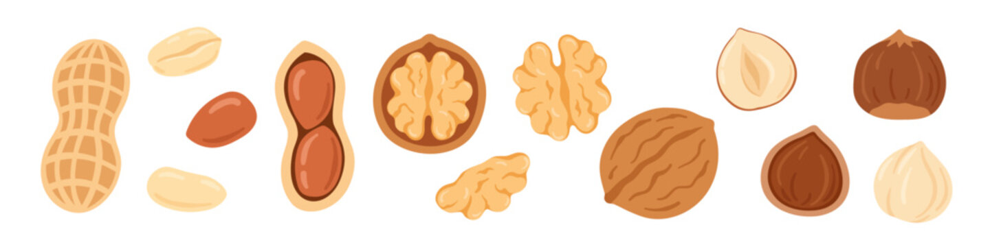 Assorted peanut, walnut and hazelnut illustrations showing whole, shelled, cracked and halved forms in a cute flat vector style on a white background.