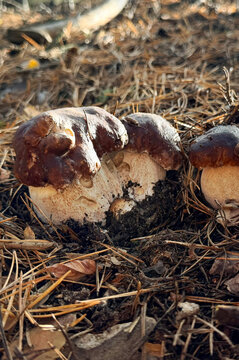 Various wild forest mushrooms outdoors. Selective focus.