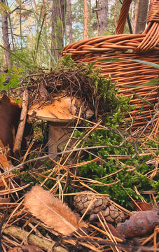 Various wild forest mushrooms outdoors. Selective focus.