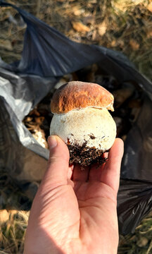 Various wild forest mushrooms outdoors. Selective focus.