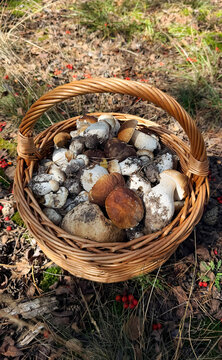 Various wild forest mushrooms outdoors. Selective focus.
