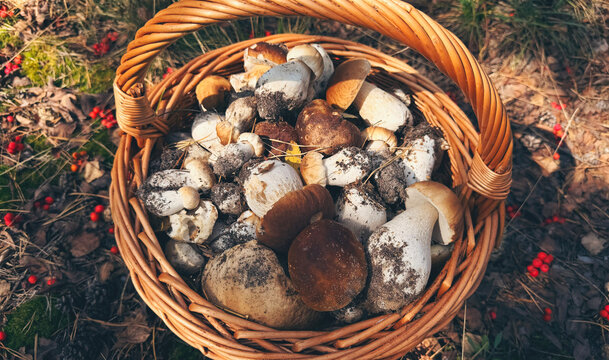 Various wild forest mushrooms outdoors. Selective focus.