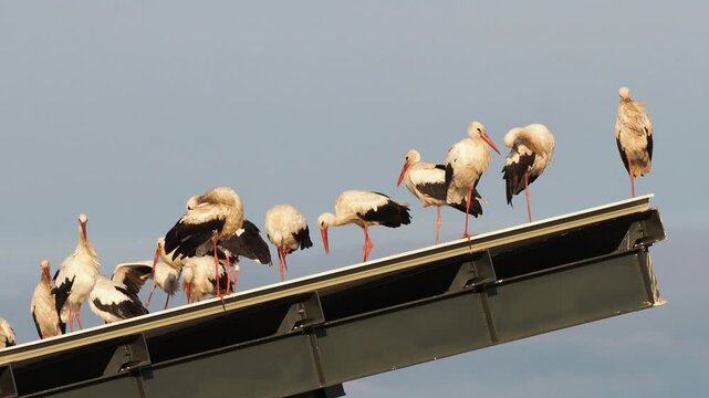 White Stork (Ciconia ciconia) migrating flock on an industrial rooftop in September