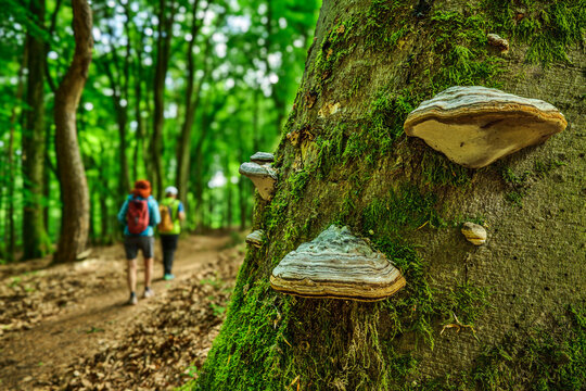 Man and woman hike past a mossy tree in the forest