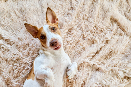 A curious Jack Russell Terrier lies on a fluffy rug