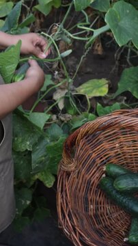 Girl harvesting fresh cucumber from lush backyard garden while carrying wicker basket, wearing an apron, organic gardening and homegrown food, agriculture, sustainable living, retail, high angle verti