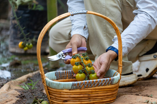 Farmer is picking fresh tomatoes in the field of organics vegetables garden for harvest season and healthy diet food among countryside homestead for agriculture and homestead produce