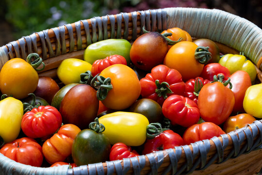 Basket full of varieties of fresh organics homegrown heirloom tomatoes in vegetable farmer market for food ingredient and nutrition usage during harvest season
