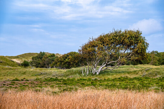 A windswept tree grows on a grassy dune in Norderney