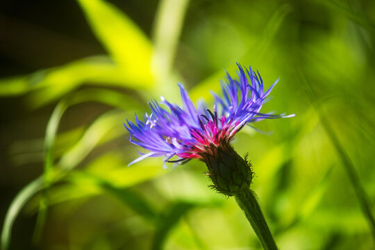 A purple Devils Claw flower grows outdoors in an Austrian meadow