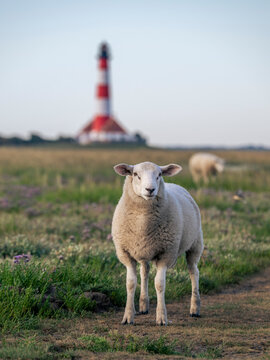 A sheep observes the camera near Westerheversand lighthouse