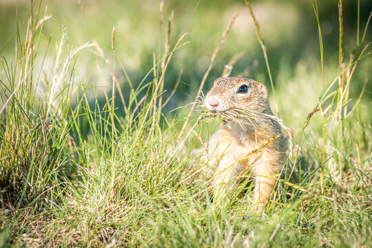 European ground squirrel holding grass in its mouth in Tihany