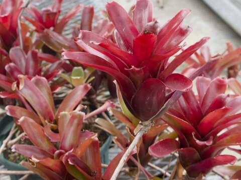 Neoregelia "Fireball&rdquo; (ネオレゲリア ファイヤーボール)は、火の玉のように鮮やかな赤や紫みがかったピンク色の葉が美しい、パイナップル科（ブロメリア科）ネオレゲリア属の小型の常緑多年草です。小型でコンパクトな品種のため、小さな鉢植えやハンギング（吊り鉢）に向いています。