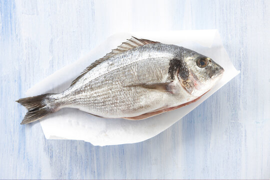 Raw Gilthead seabream on parchment paper, elevated view