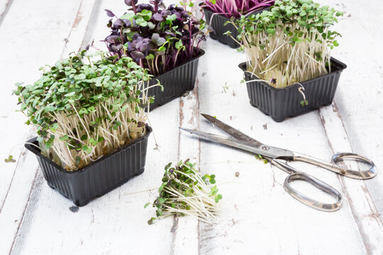 Variety of organic cress and scissors on white wood