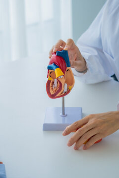 Dentist explaining with heart model to patient