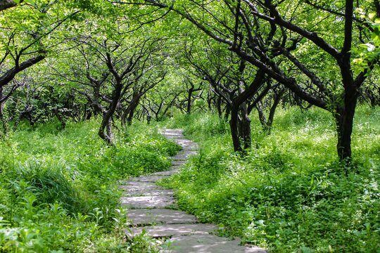 path in the forest
