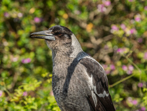  Australian Magpie Portrair Side On