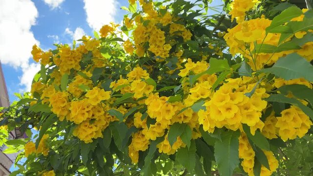 Beautiful vibrant yellow elder flowers swaying in the breeze under a clear blue sky