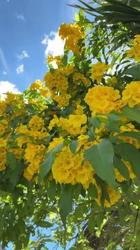 Beautiful vibrant yellow elder flowers swaying in the breeze under a clear blue sky