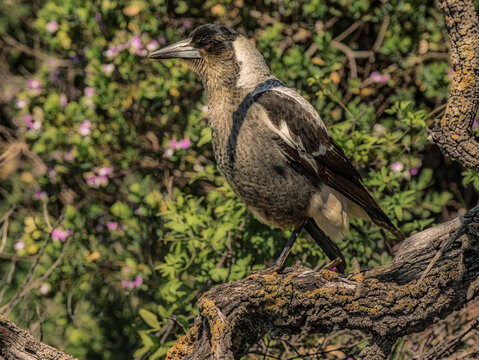 Juvenile Australian Magpie (Gymnorhina Tibicen)