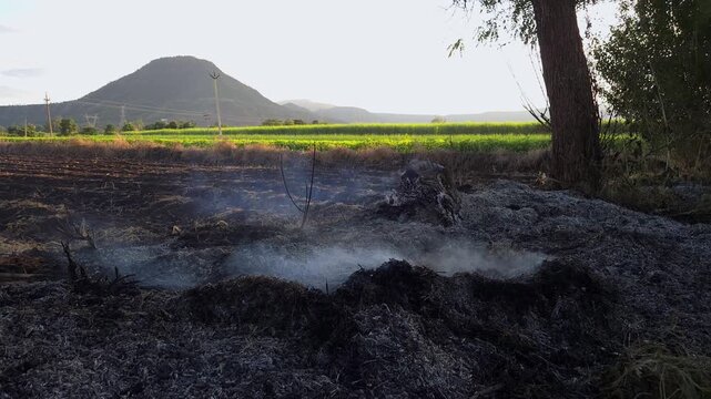 Mountain Horizon and Scorched Farmland: Organic carbon residue blankets a tilled field while a blackened tree stump smolders quietly, framing the delicate intersection of ecology and agriculture.