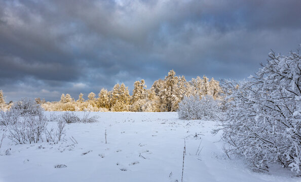 Snow blankets trees and ground beneath a brooding sky