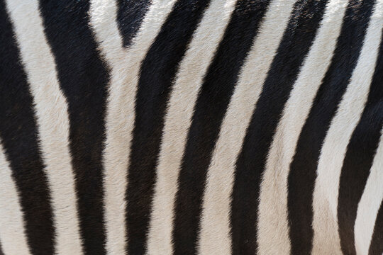 Closeup of black and white zebra fur pattern outdoors