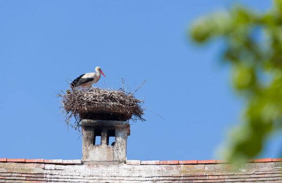 Austria, Burgenland, Rust, Stork with nest on roof top