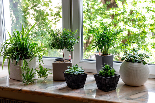Beautiful collection of houseplants in pots on a summer windowsill. Cozy natural home interior with sunlight and fresh greenery