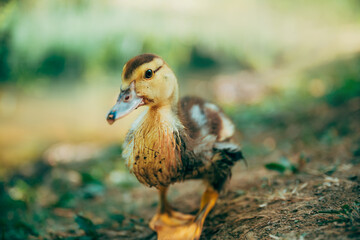 Obraz premium Young wild duck against a softly blurred natural background. Detailed juvenile plumage and colorful bill highlight waterfowl, biodiversity and freshwater wildlife.