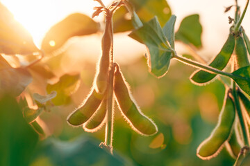 Fototapeta premium Back lit green soybean pods with fine hairs glowing in evening sunlight on an agricultural field. Concept of sustainable crop farming, organic soy production, agriscience, and harvest readiness.