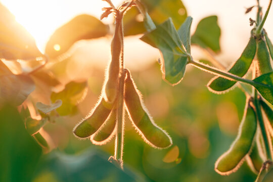 Back lit green soybean pods with fine hairs glowing in evening sunlight on an agricultural field. Concept of sustainable crop farming, organic soy production, agriscience, and harvest readiness.