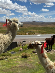 Llama with Red Ear Tassels Arequipa Peru © A_Vigilante