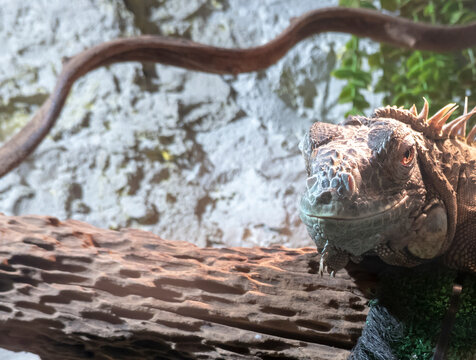 A lizard posing on a branch
