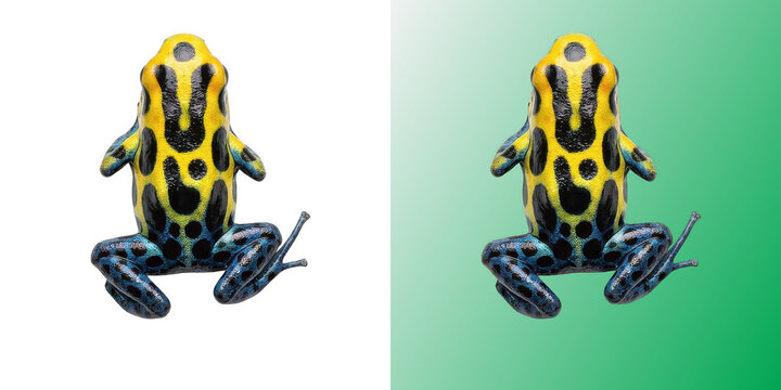 Poison dart frog yellow and blue exotic rainforest amphibian