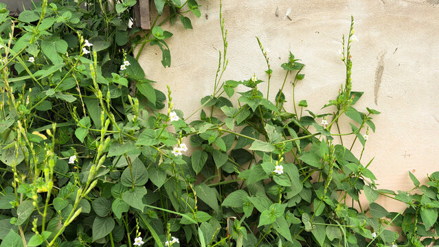 Wild green weed plants with small white flowers growing along a weathered concrete wall, creating a natural botanical background for microstock photography.