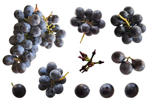 Set of ripe black Othello grapes featuring a large cluster, small grape bunches, stem fragment, and individual single berries with natural bloom, isolated on transparent background.