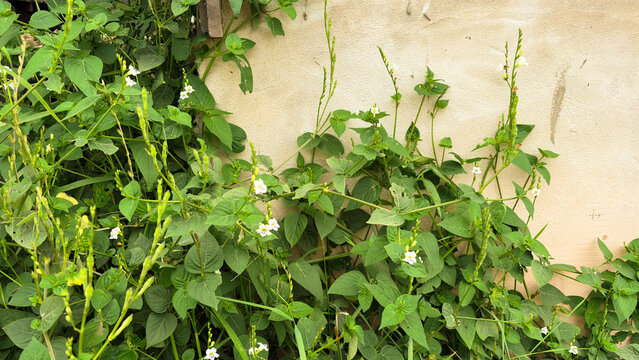 Wild green weed plants with small white flowers growing along a weathered concrete wall, creating a natural botanical background for microstock photography.