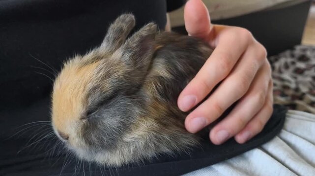 Close-up of a decorative mini rabbit lying on knees, gently petted by a child's hand. The relaxed rabbit symbolizes love, care, and bonding with a beloved pet.