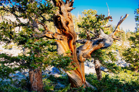 Gnarled ancient tree with exposed wood in pine forest landscape