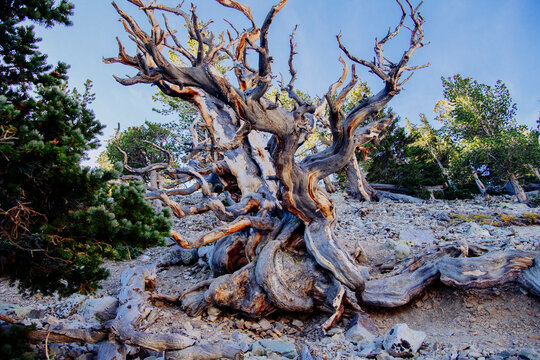 Bristlecone pine tree with twisted branches on rocky terrain